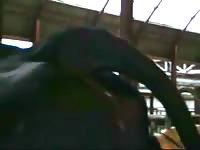 Collecting horse xxx semen with bottle