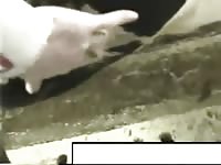 Gay beast fingering an animal
