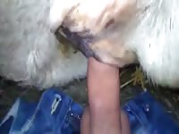 Hot dog sex with a long dick