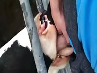 Animal blowjob a huge cock