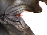 Finger fucking an animal's pussy on a farm xxx