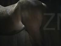 Animal sex clips with big ass gay