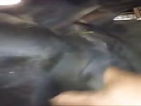 Black horse porn getting fingered