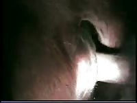Free amateur beastiality with man