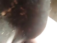Gay whore on zoophilia porn film