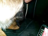 Zoophilia porn tube of gay and his pet dog