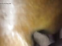 Pervert slut gay banging a horse