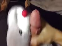 Animal xxx stuff toy getting facial