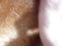 Dog got pounded in his zoopussy