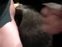 Zoophilia porn film of man and mare