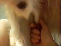 Gay jacking off a dog cock