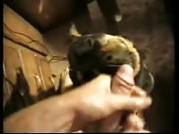 Black dog giving blowjob in the kitchen