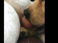 Horny dog sucking gay beastiality lover dick