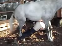 Shemale whore got horse anal sex