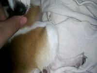 Zoo Movie - Man jacking off a dog on the bed