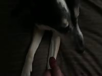 Gay beastiality sex with a dog