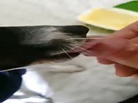 Dog giving blowjob to a gay