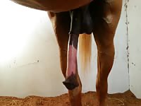 Big horse dick filmed on cam