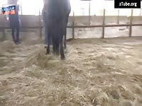 Tattooed bitch sucking a beastiality horse cock