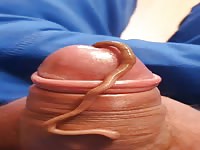 Worms coming out of a zoophilia man's dick