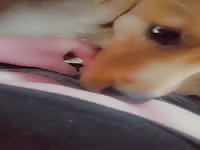 Porn dog xxx licks a woman's pussy