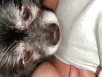 Dog licking the pussy of a zoophilia babe
