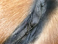 Horse xxx gets fucked in the pussy of zoophilia man