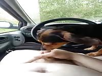 Beastiality lover man gets deepthroated by a dog
