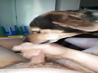 Horny dog xxx licking his owner's cock