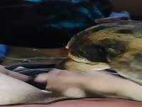 Zoo porn xxx dog sucking a man's cock