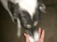 Beastiality lover takes on a dog's cock